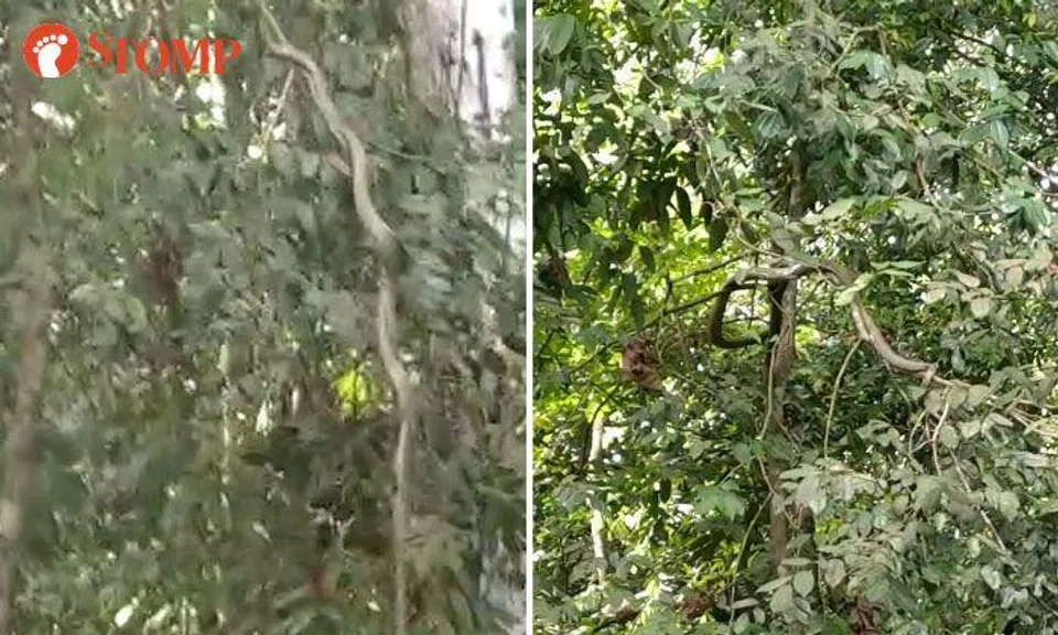 King cobra swinging from branch at MacRitchie Nature Trail wows visitors