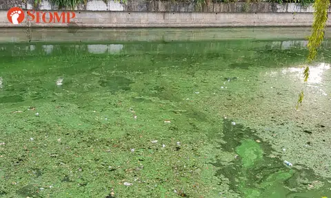 Geylang river turning green? Here's what it most likely is