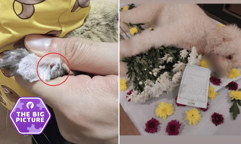 In light of recent tragic events, there's one question on every pet owner's mind: Are our furkids safe? 