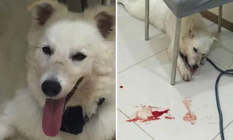 Owner gets plastic surgery after pet dog bites her on face -- but did not put it down