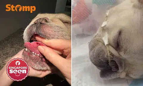 French bulldogs suffer heatstroke symptoms after dog daycare transport home