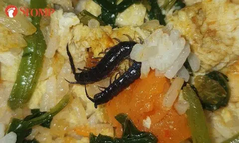 Man prickled to find centipede in economy rice from Pasir Ris stall