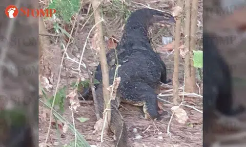 Monitor lizard chills at Coney Island "like a master of its habitat"