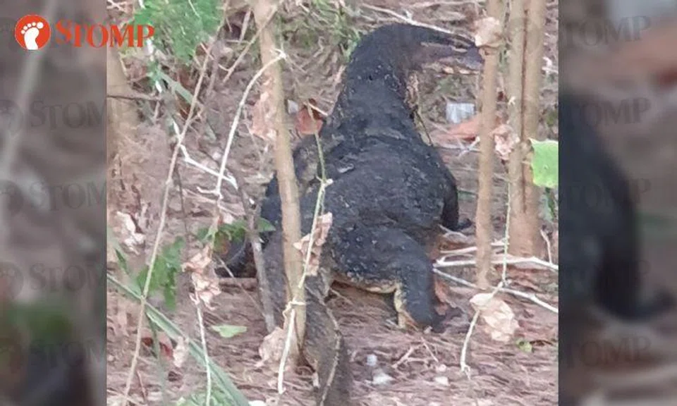 Monitor lizard chills at Coney Island "like a master of its habitat"