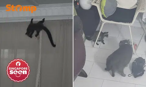 Civet cat enters Pasir Ris home