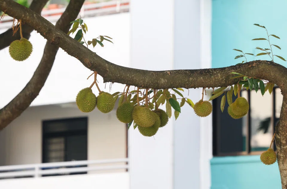 Durians are less accessible to lower-income groups, said the Stomper.