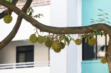 Durians are less accessible to lower-income groups, said the Stomper.