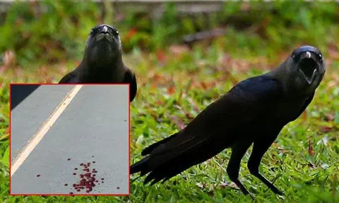 Woman injured after crow attack at Pasir Ris Street 12