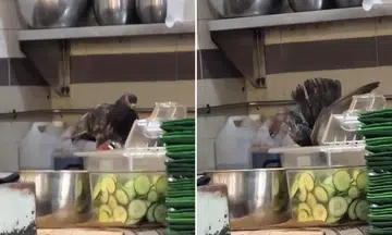 bird feats on cucumber slides at jalan besar coffee shop