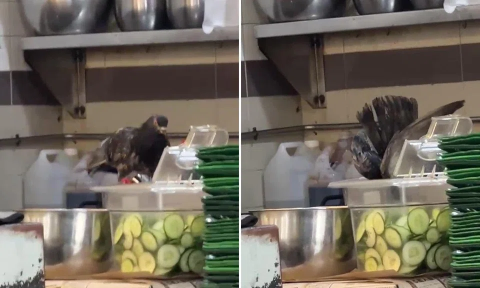 bird feats on cucumber slides at jalan besar coffee shop
