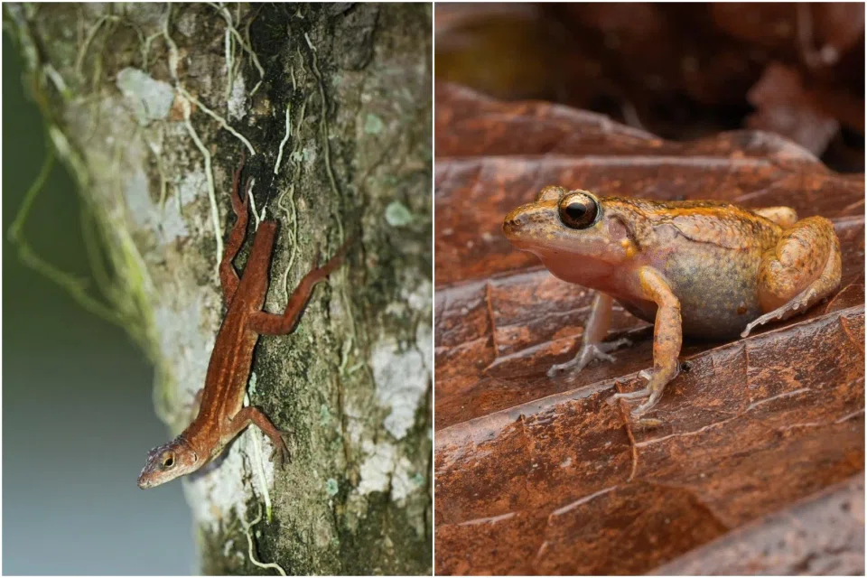 Nparks said that it is aware of the presence of the brown anole (left) and greenhouse frog in Singapore and is monitoring the situation.