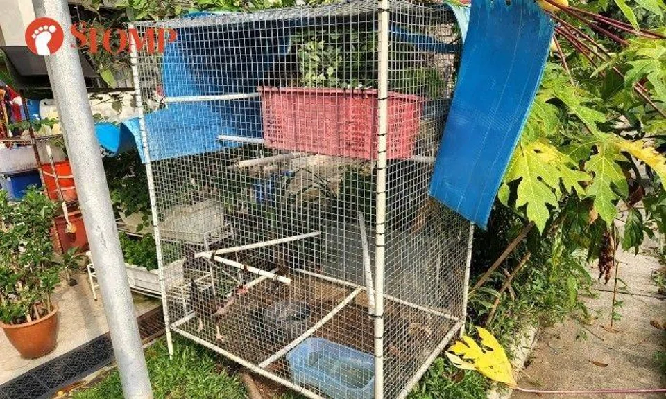 "My two daughters' and son’s bedroom windows face the cage," said the Stomper. 