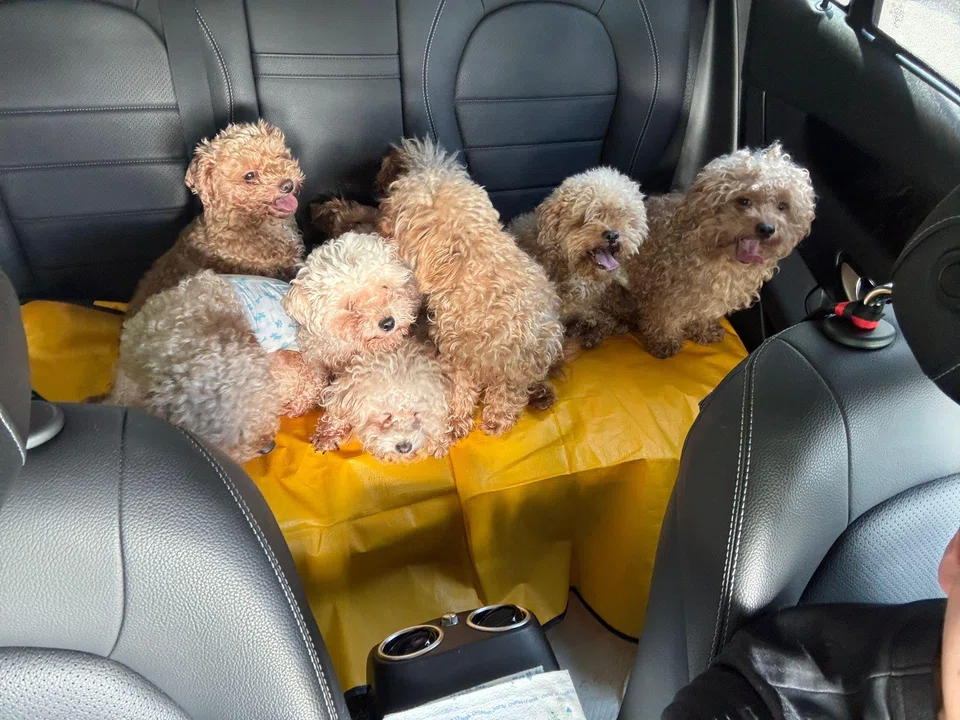The miniature poodles being rehomed.