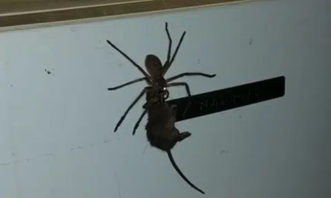 Terrifying video shows monstrous spider lugging mouse up fridge in Australia