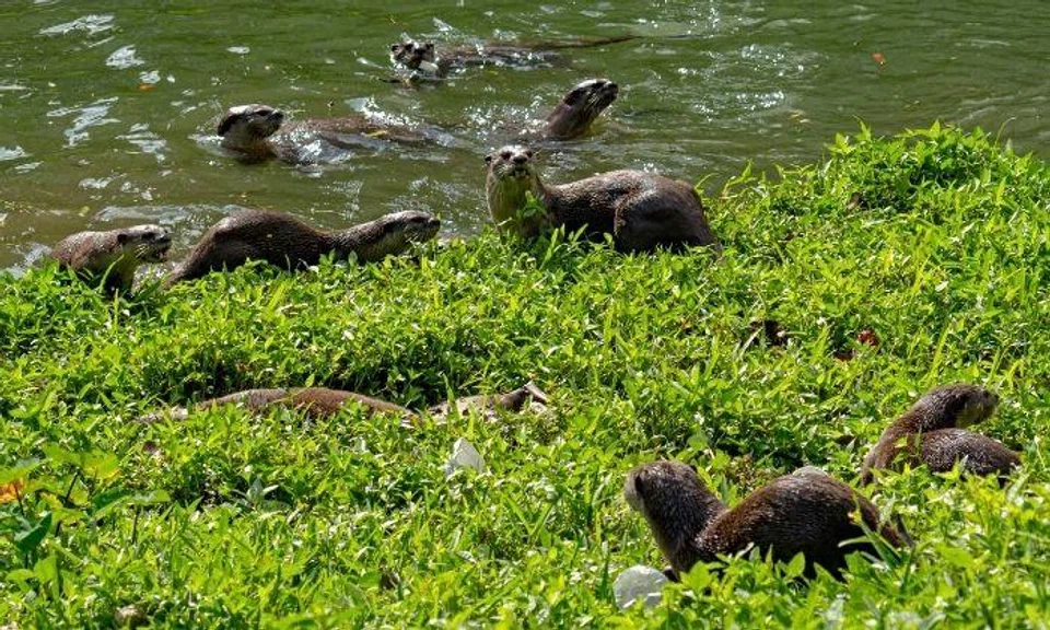 Facebook user Jess Emmet said she was one of the otter watchers who made the "devastating discovery".