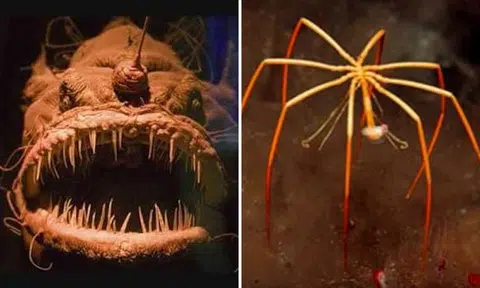 Terrifying creatures of the deep that will show you what nightmares are made of