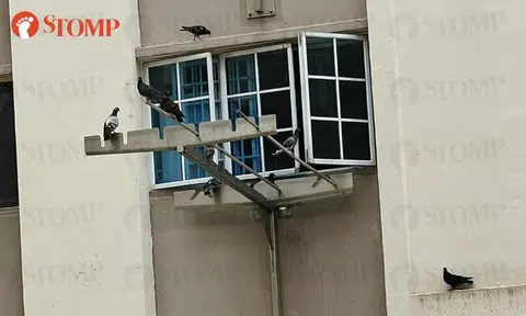 Bedok resident feeds birds until they wait at her window every day, leave droppings everywhere