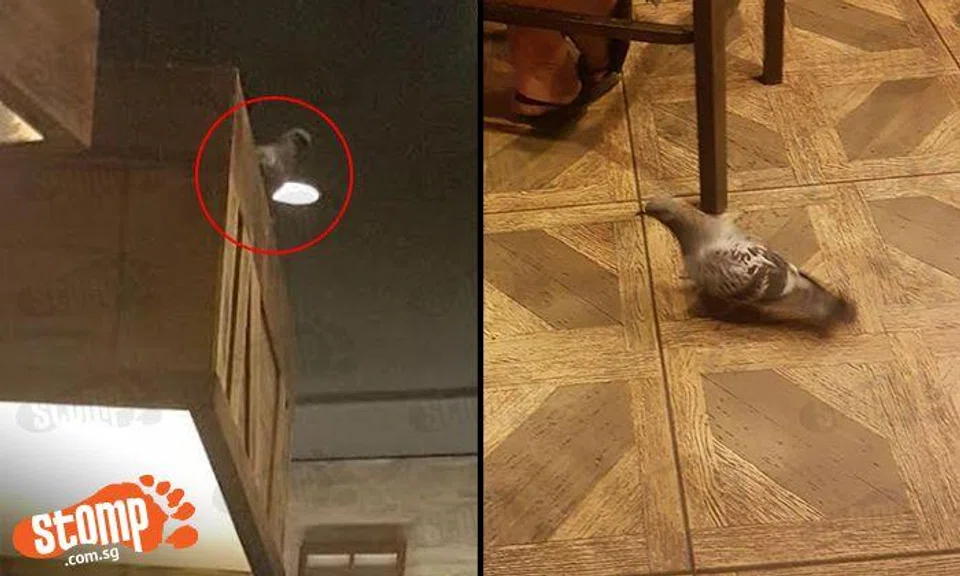 Uninvited guest shows up at Astons outlet in Bugis Plus