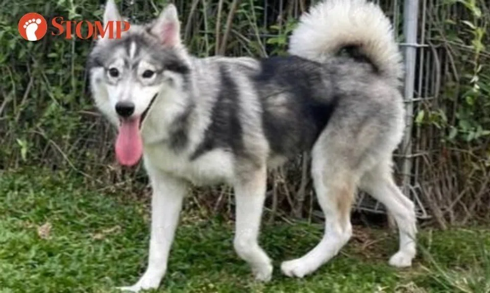 Lumio, a seven-month-old pomsky, has been missing since Oct 1.