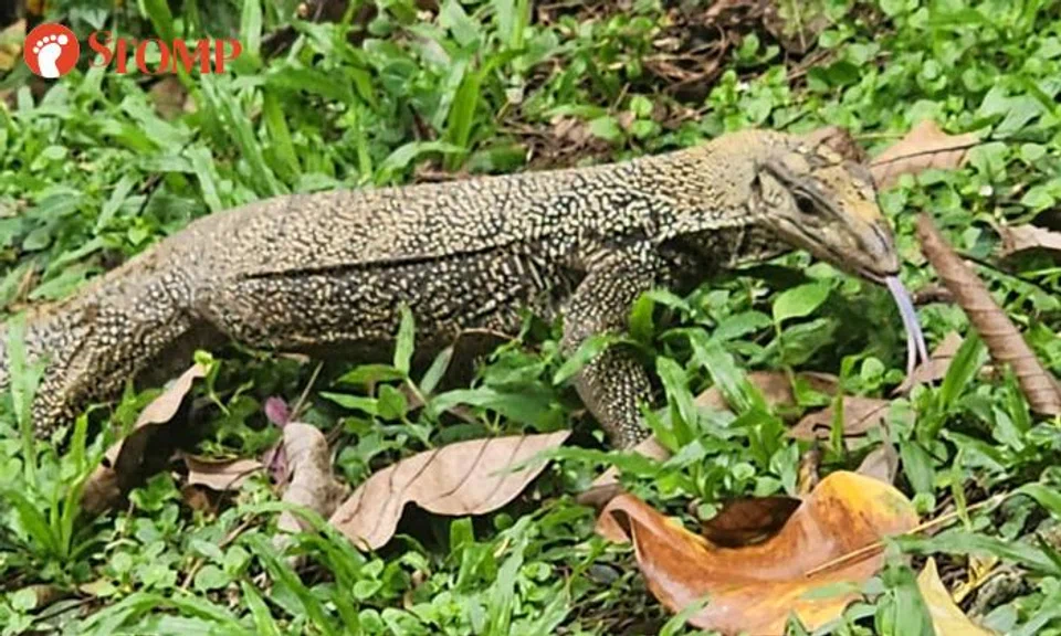 Stomper shocked by 'cat-sized' monitor lizard looking for prey in Bukit Batok