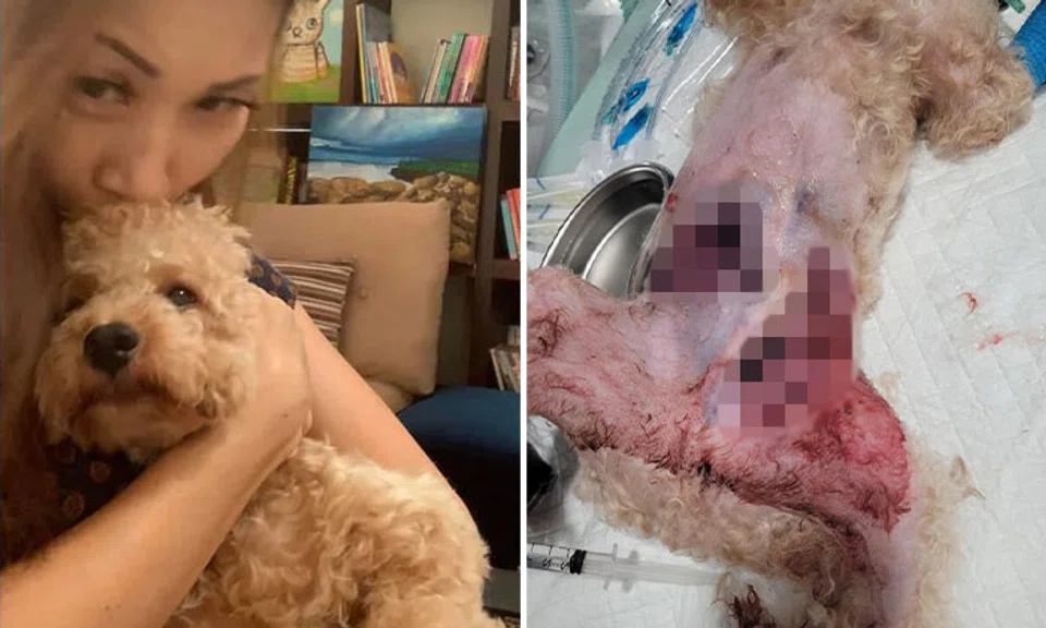 The Maltipoo, owned by Ms Jennifer Fan, suffered injuries that required surgery and intensive care in a veterinary hospital. PHOTOS: JENNIFER FAN