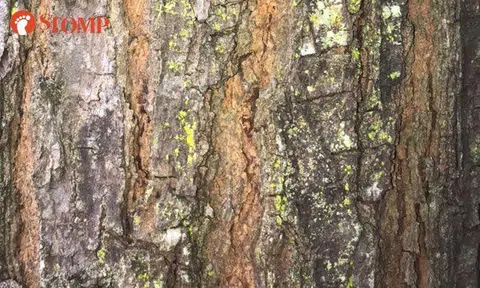 Can you spot the creature hidden on this tree trunk?
