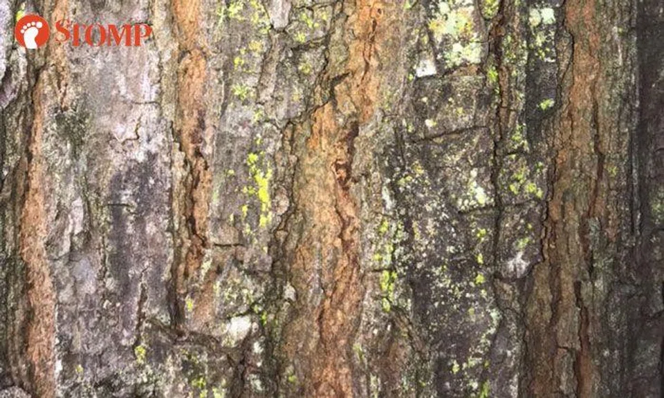 Can you spot the creature hidden on this tree trunk?