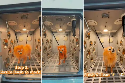 The instructional video shows a dog going through the washing shampooing and drying process.