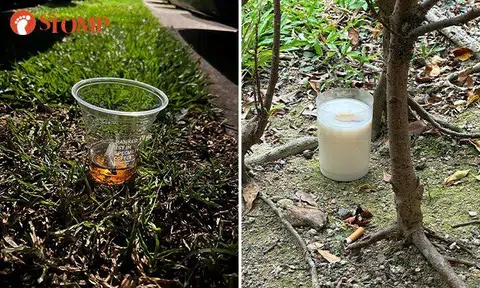 Cups of water left for community cats at Haig Road filled with sand, cigarettes and disinfectant