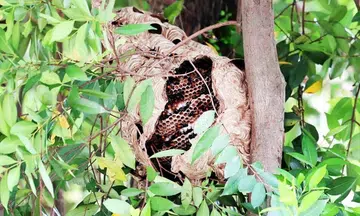 Tanjong Pagar Town Council said the nest has been removed and the area is safe for public use.