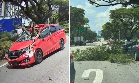 3 taken to hospital after large tree branch falls on cars on ECP