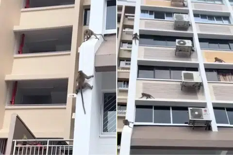 A group of monkeys was seen climbing and moving around the exterior of a HDB block.