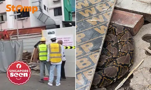 reticulated python, Yishun worksite, wildlife rescue