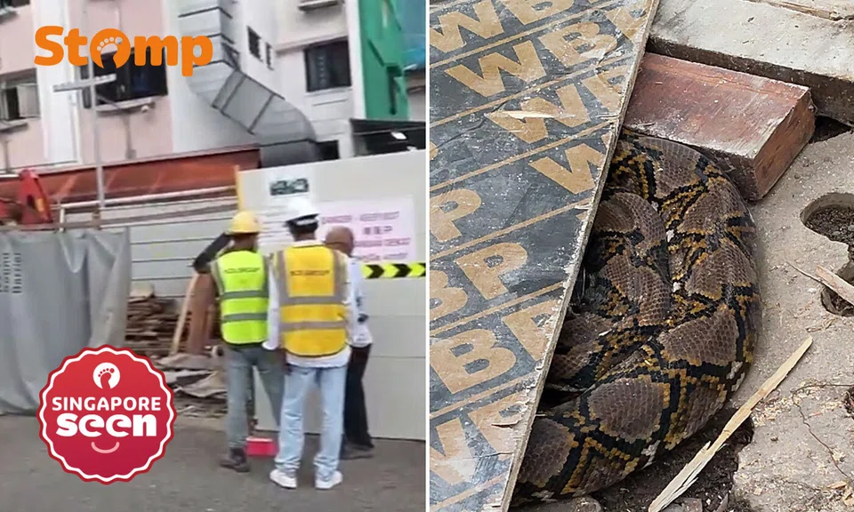 reticulated python, Yishun worksite, wildlife rescue