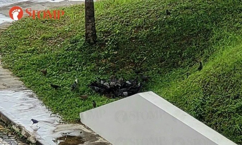 Someone is feeding the birds at Block 424 Clementi Avenue 1.