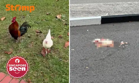 Simei chicken ends up as roadkill, resident saddened
