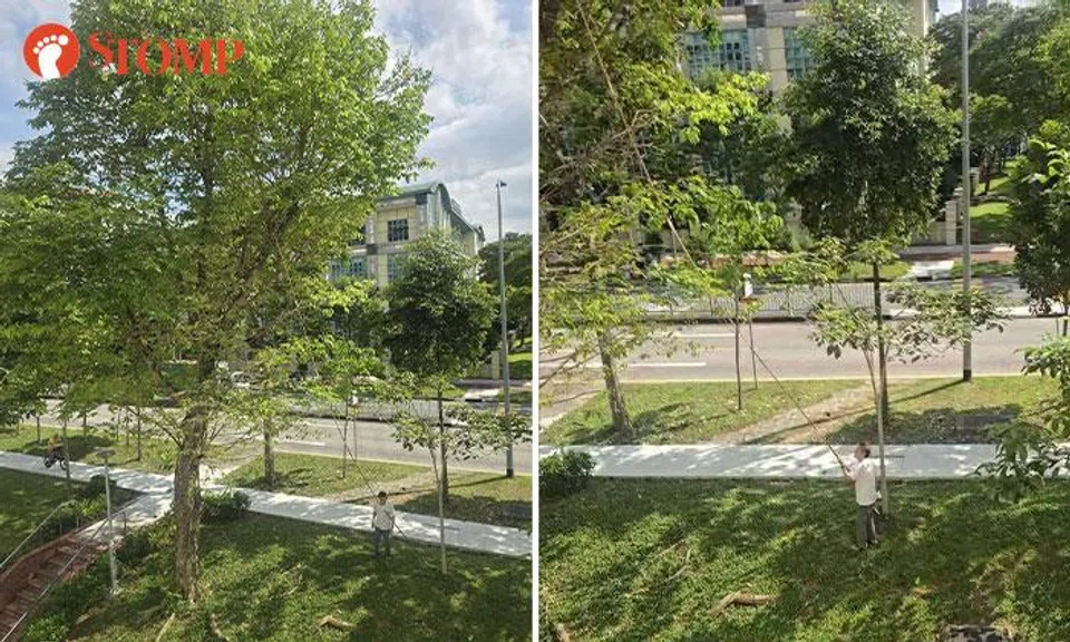 Man uses long pole to disturb nests in Tampines, tells Stomper he was 'scared' by flying bird