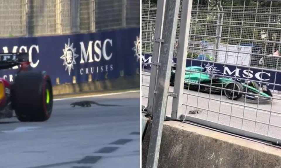 About half an hour into the Singapore Grand Prix’s opening practice, one reptilian interloper was seen shuffling across the track at Turn 9.