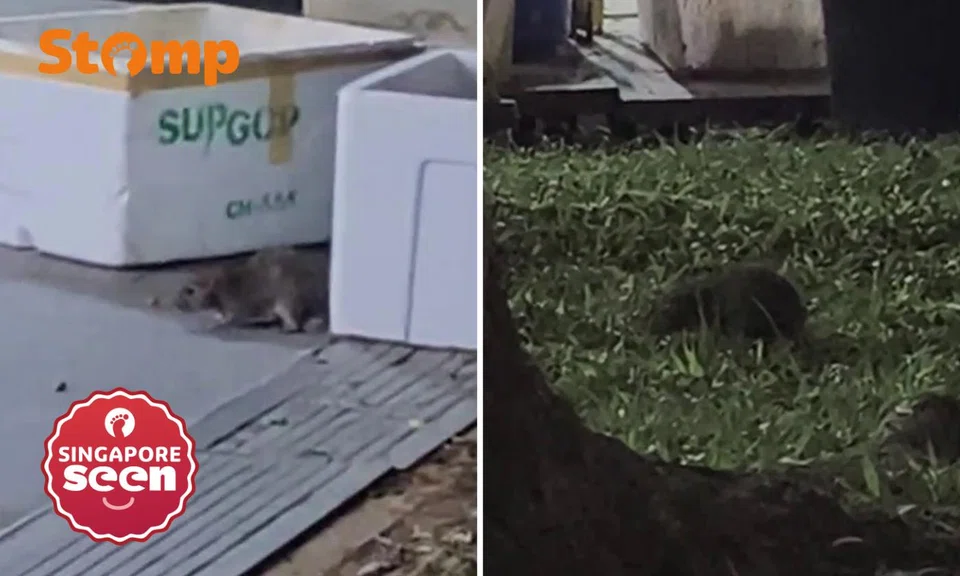 Rats at Bedok Reservoir Road