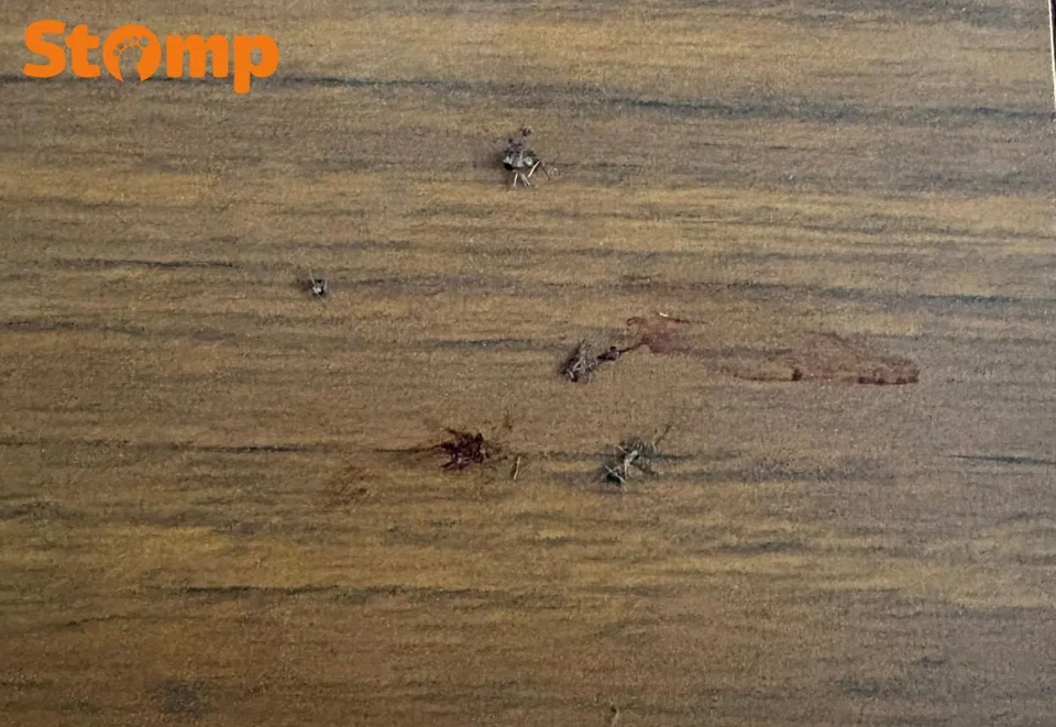 Stomper shared photos of the mosquitoes he killed in one night.