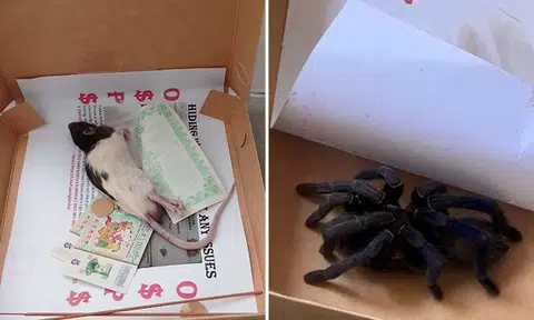 Dead rat and live spider delivered to flats in Yishun, 22-year-old man arrested
