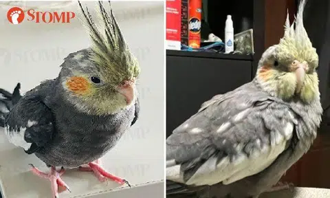 Couple offering $700 reward to find beloved cockatiel that is 'like our daughter'