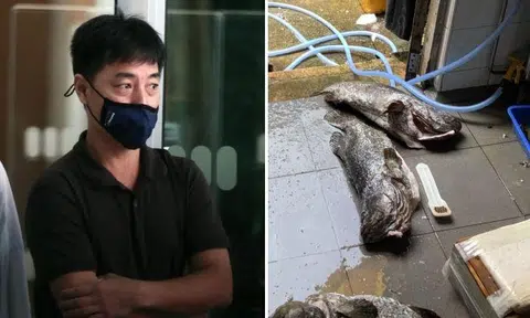 Fish Vision Agro-Tech director Chew Kim Hwee was fined $4,000 for failing to prevent the offence from being committed. Photos: The Straits Times, Singapore Food Agency