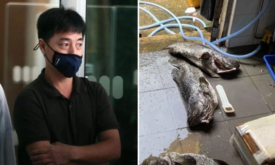 Fish Vision Agro-Tech director Chew Kim Hwee was fined $4,000 for failing to prevent the offence from being committed. Photos: The Straits Times, Singapore Food Agency