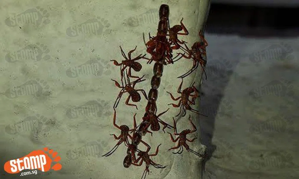 What are these strange red insects Stomper spotted at his corridor? | STOMP
