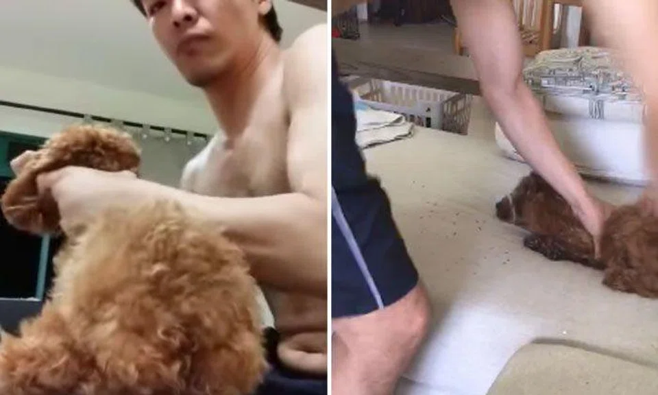 Authorities visit man's home after disturbing videos of him punching poodle circulate online