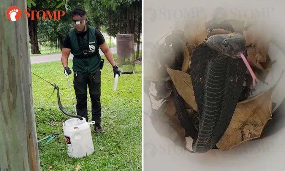 Spitting cobra spotted in Bishan neighbourhood on CNY eve: 'Good omen?'