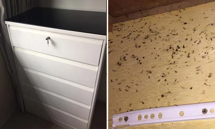 $430 drawer cabinet filled with roaches -- but boss of shop says it's ...