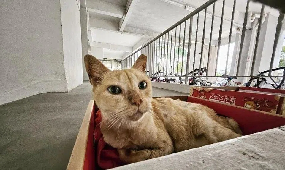 A total of 961 confirmed reports of animal cruelty and welfare concerns were recorded in 2024, the highest in 12 years.