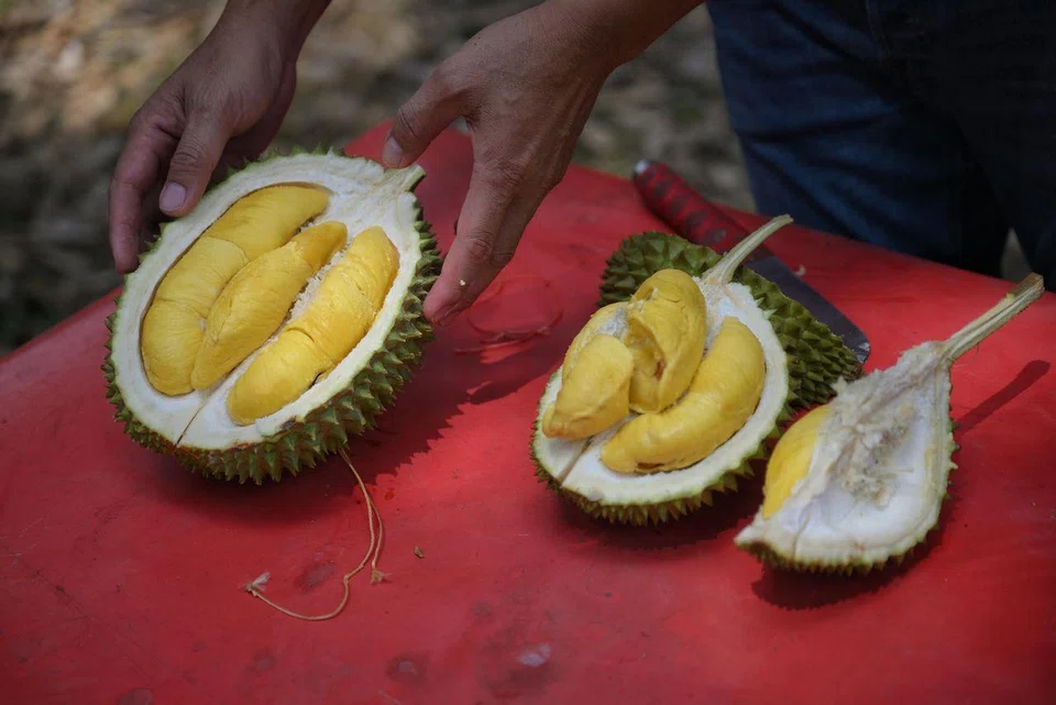 Fresh durian at the 99 Old Trees Durian farm in Bekok, Johor, in early June. 